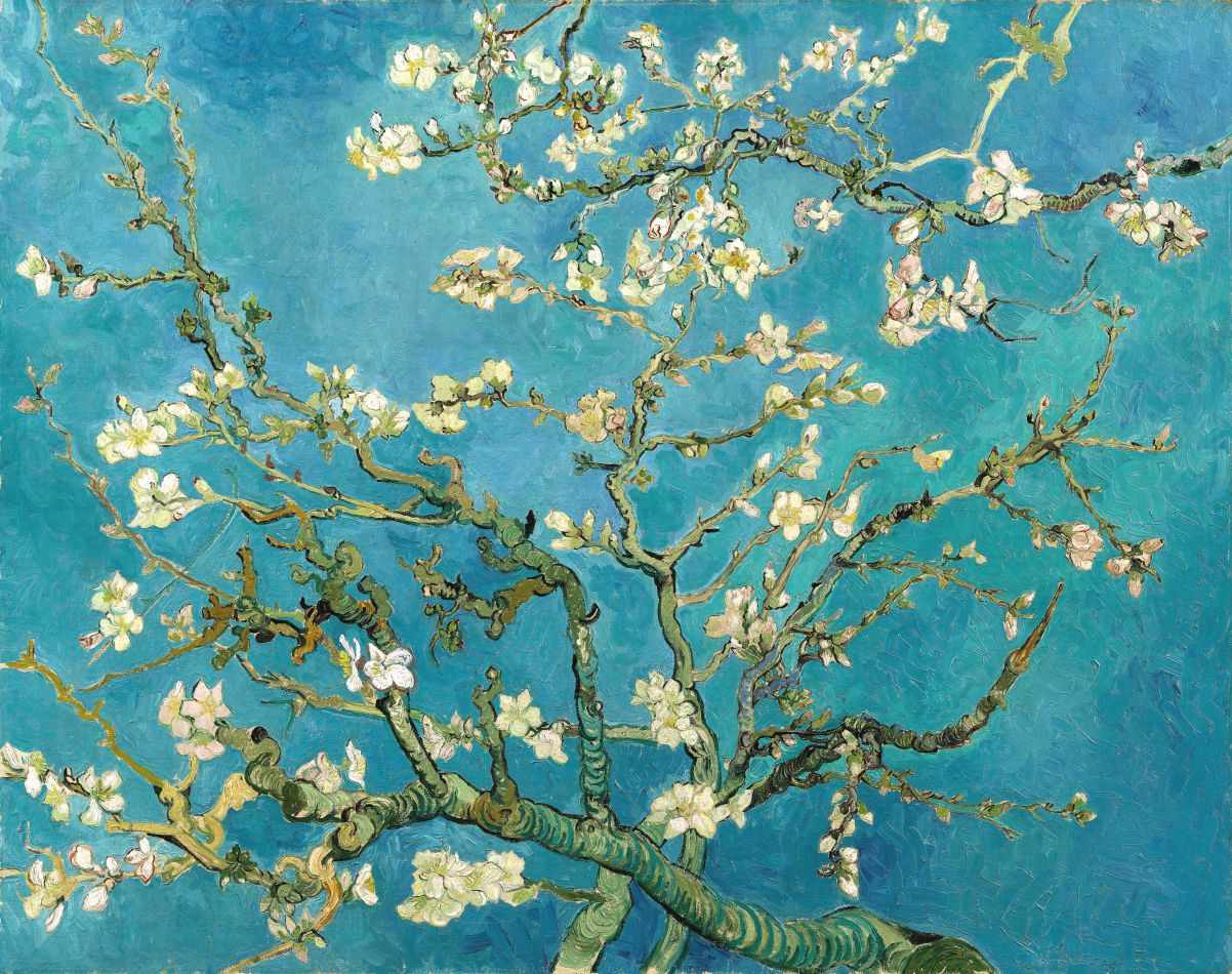 Amendoeira em Flor